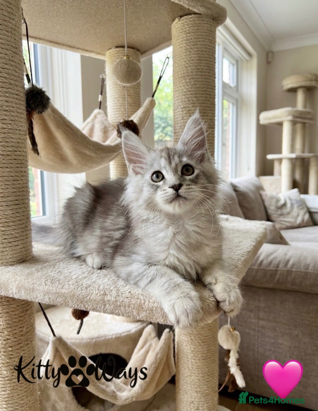 Maine Coon cats 🐾💠 *TICA REG* SILVER MAINE COON KITTENS 💠🐾 - Advert 12