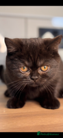 British Shorthair cats Full British short hair kittens - Advert 7