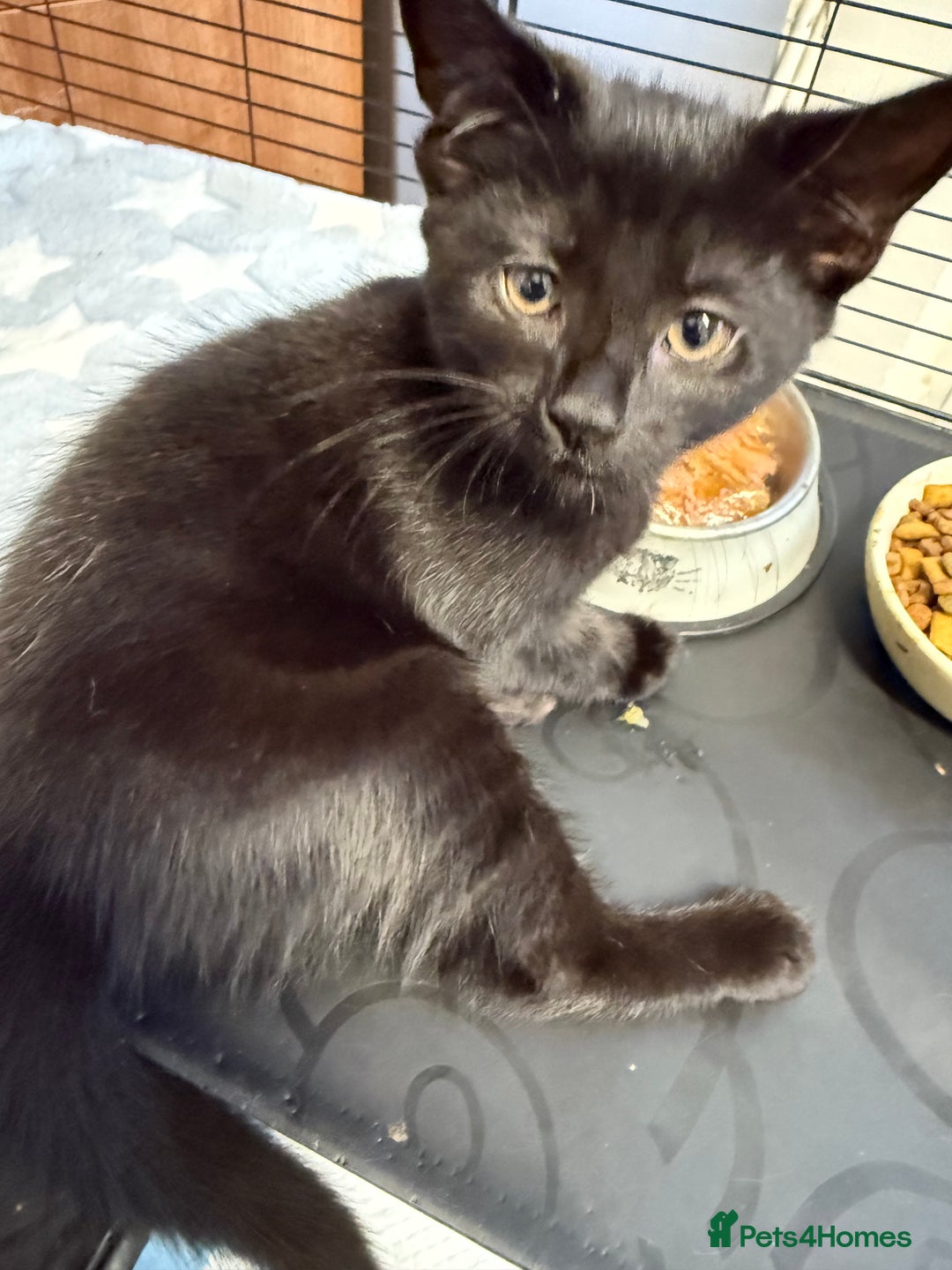 Mixed Breed cats for sale: Disabled kitten - Image 2