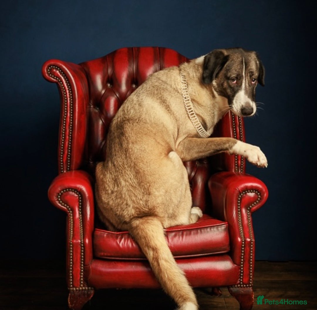 Mixed Breed dogs for sale: Loving giant 2 y/o girl - Advert 1