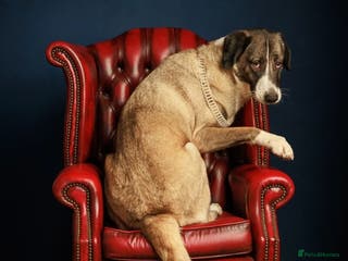 Mixed Breed dogs Loving giant 2 y/o girl - Advert 15