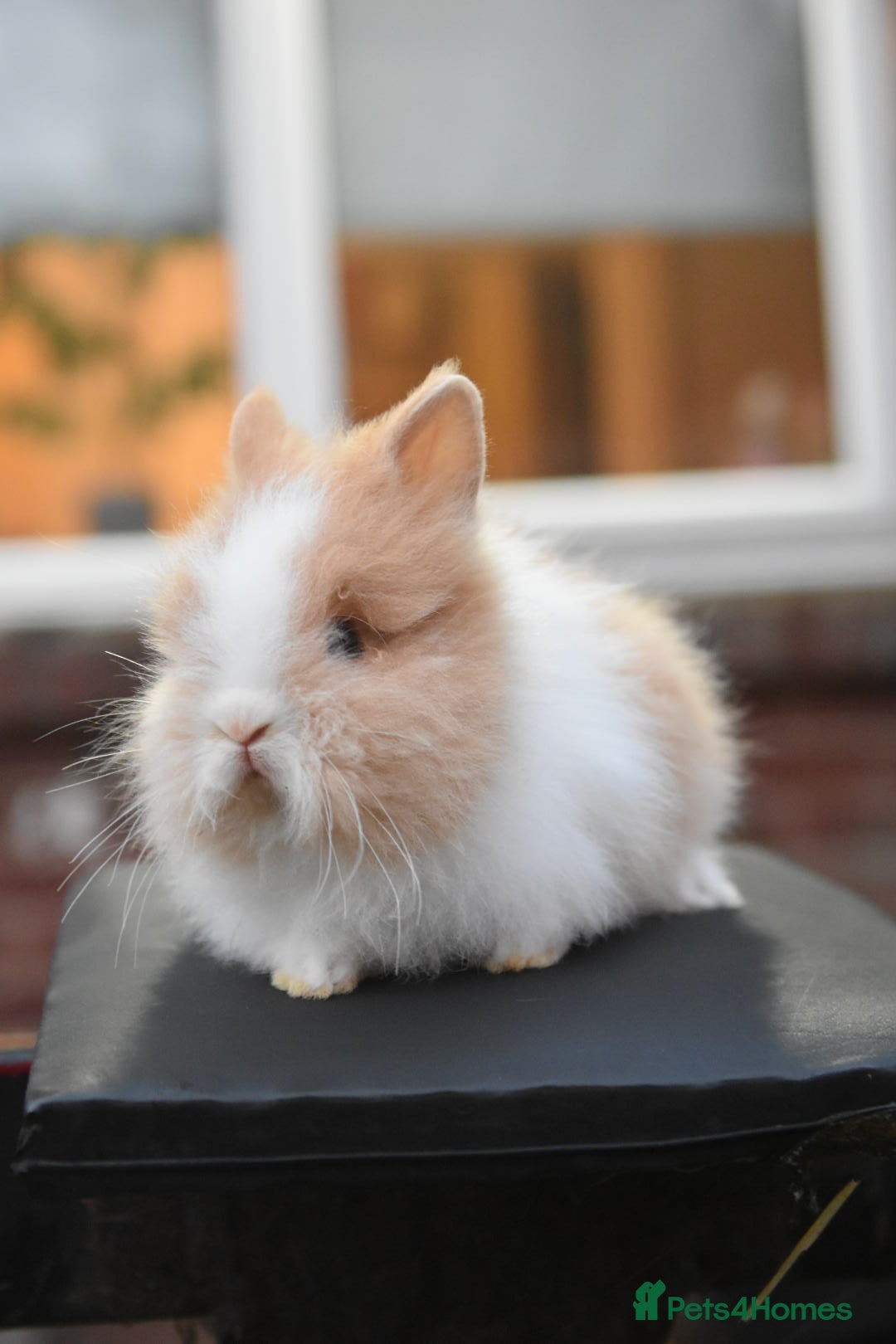 Lionhead rabbits for sale: Baby Lionhead Male Looking For New Home - Image 4