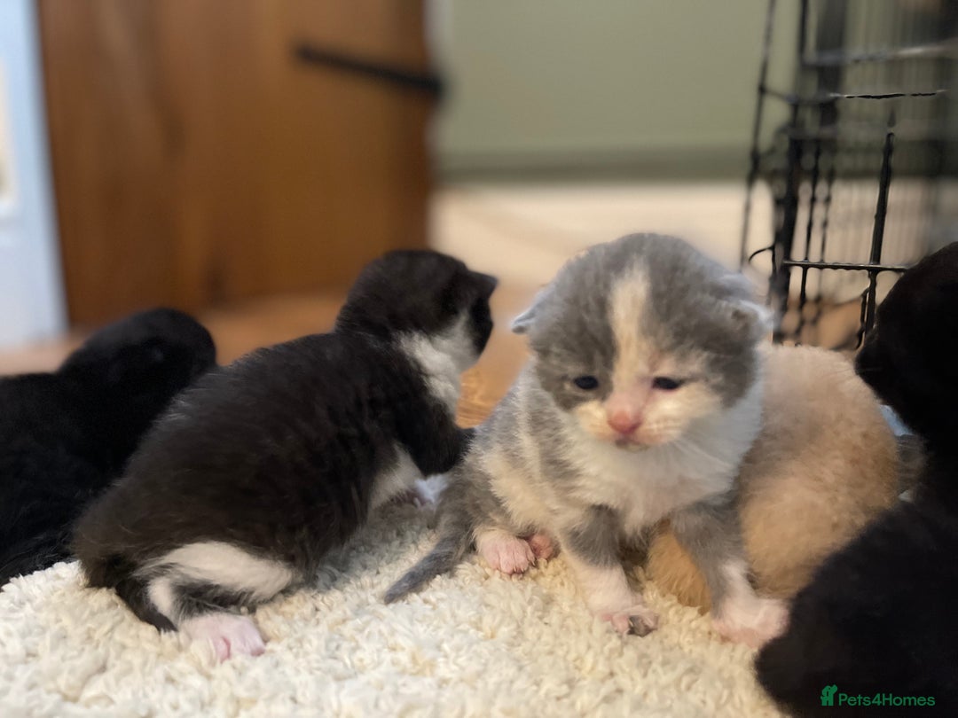 Mixed Breed cats for sale: British Shorthair x Ragdoll - mixed prices  - Image 4