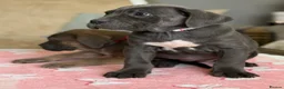 Cane Corso dogs for sale:  PREMIUM CHAMPION BLOODLINE CANE CORSO PUPPIES  - Advert 10