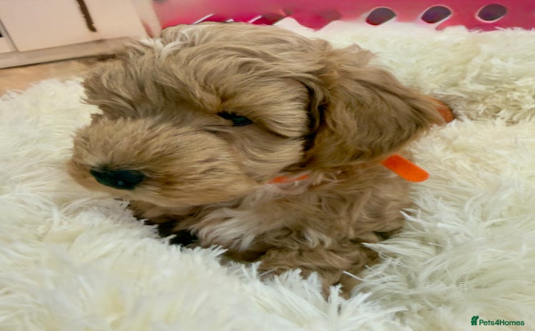 Maltipoo dogs - Advert 2