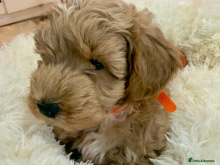 Maltipoo dogs - Advert 1