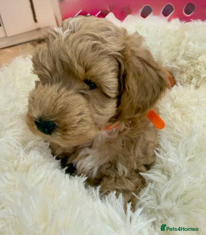 Maltipoo dogs - Advert 1
