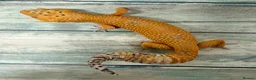 Leopard Gecko reptiles for sale: Last few proven breeders and some juniviles cb26 - Advert 8