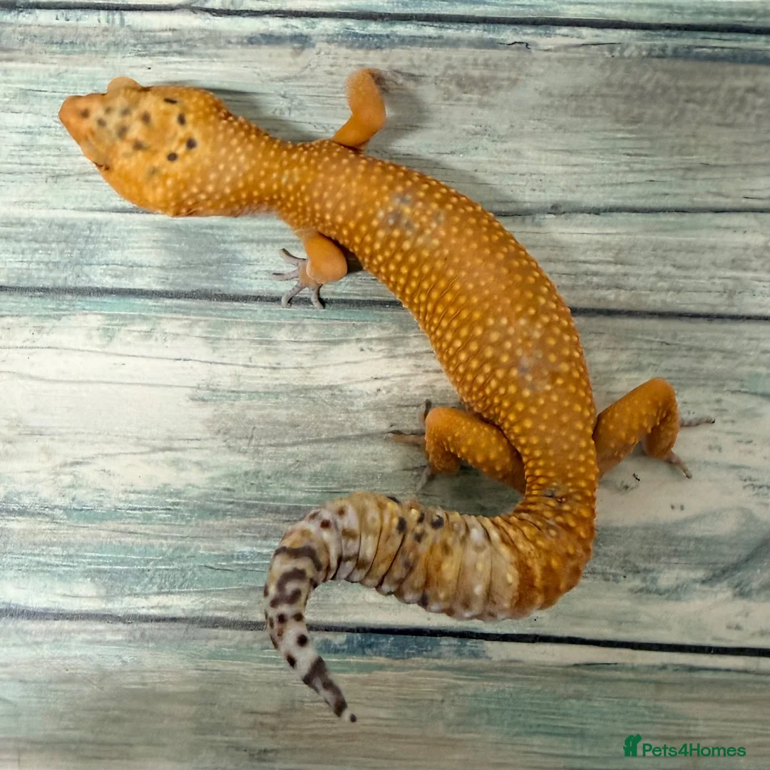 Leopard Gecko reptiles for sale: Last few proven breeders and some juniviles cb26 - Advert 8
