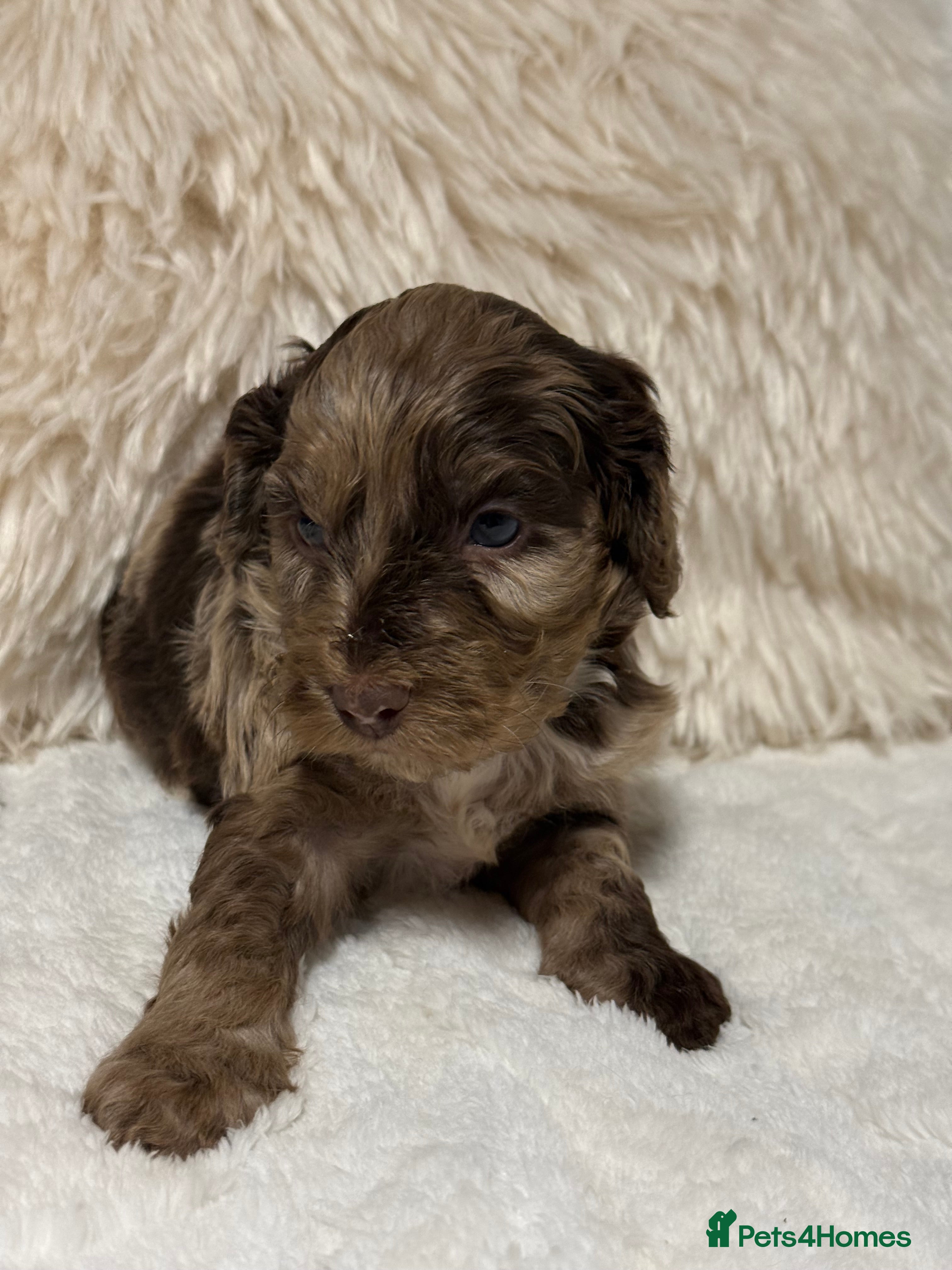 Cockapoo dogs F1 Show Cockapoo’s - Advert 6