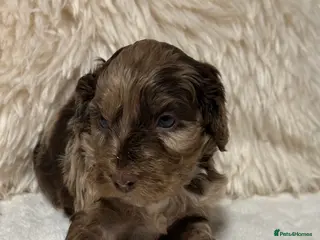 Cockapoo dogs F1 Show Cockapoo’s - Advert 6