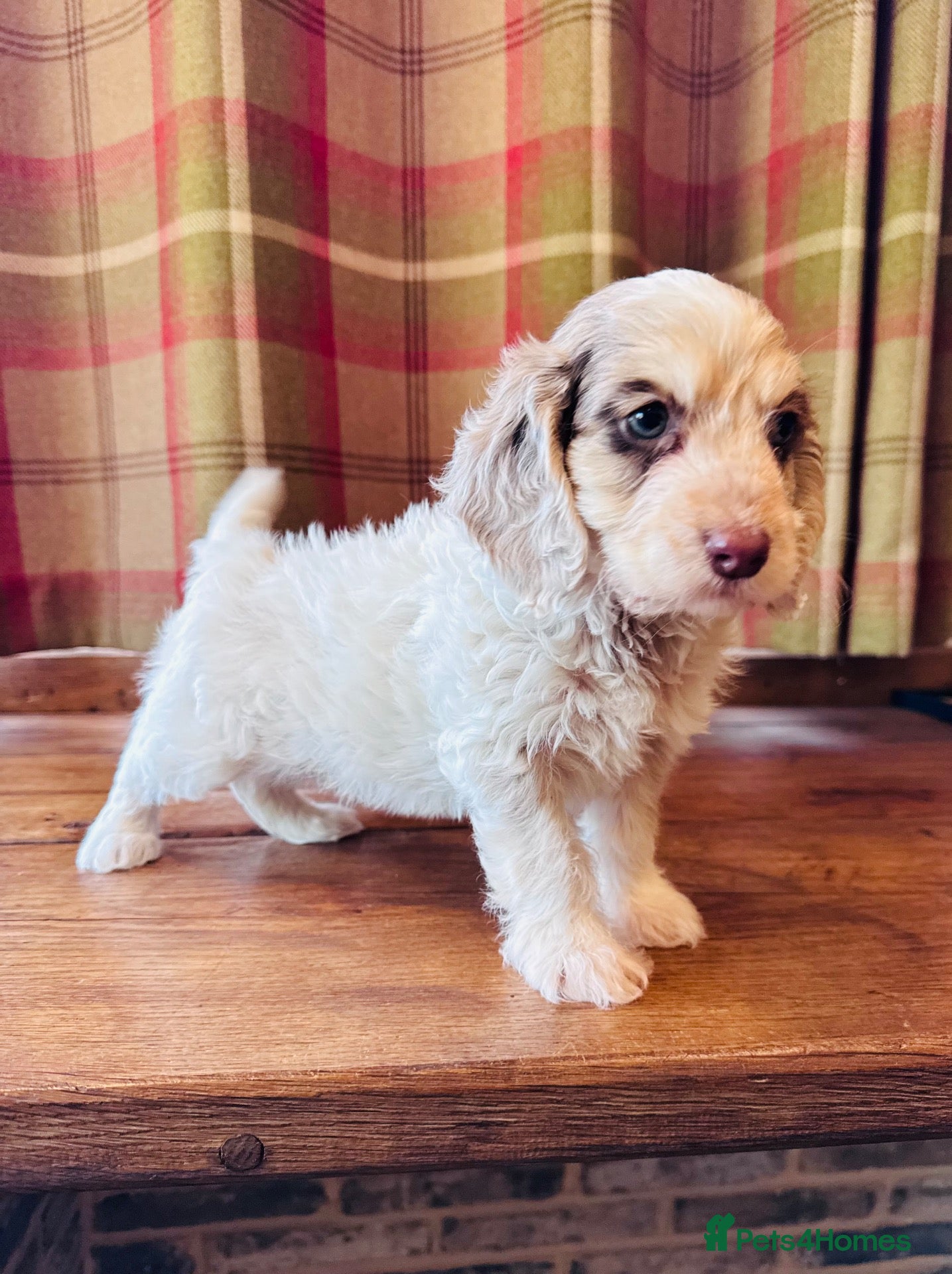 Cockapoo dogs for sale: Cockapoo Babies 🐾🐾🐾 - Advert 1