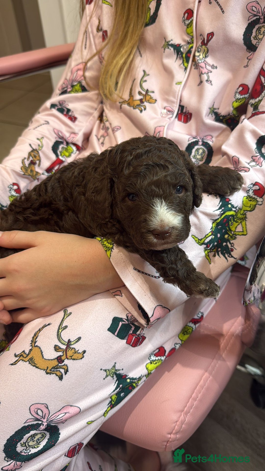 Australian Labradoodle dogs for sale: Australian Labradoodles Puppies - Advert 7