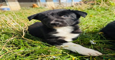 Border Collie dogs - Advert 12