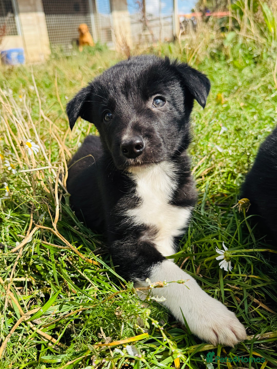 Border Collie dogs for sale: Gorgeous Border Collie puppies  - Image 3