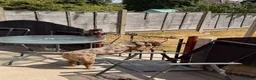 Olde English Bulldogge dogs for sale: Old English bulldogee  - Advert 6