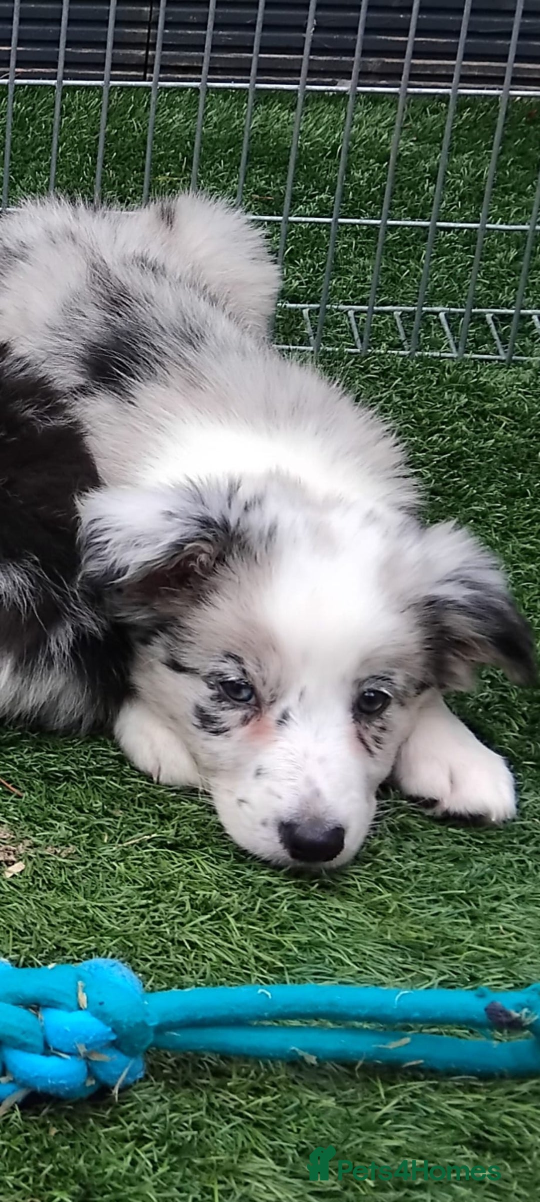 Border Collie dogs for sale: Stunning litter of blue merle border collies - Image 7