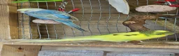 Budgerigars birds for sale: Budgies - Advert 8