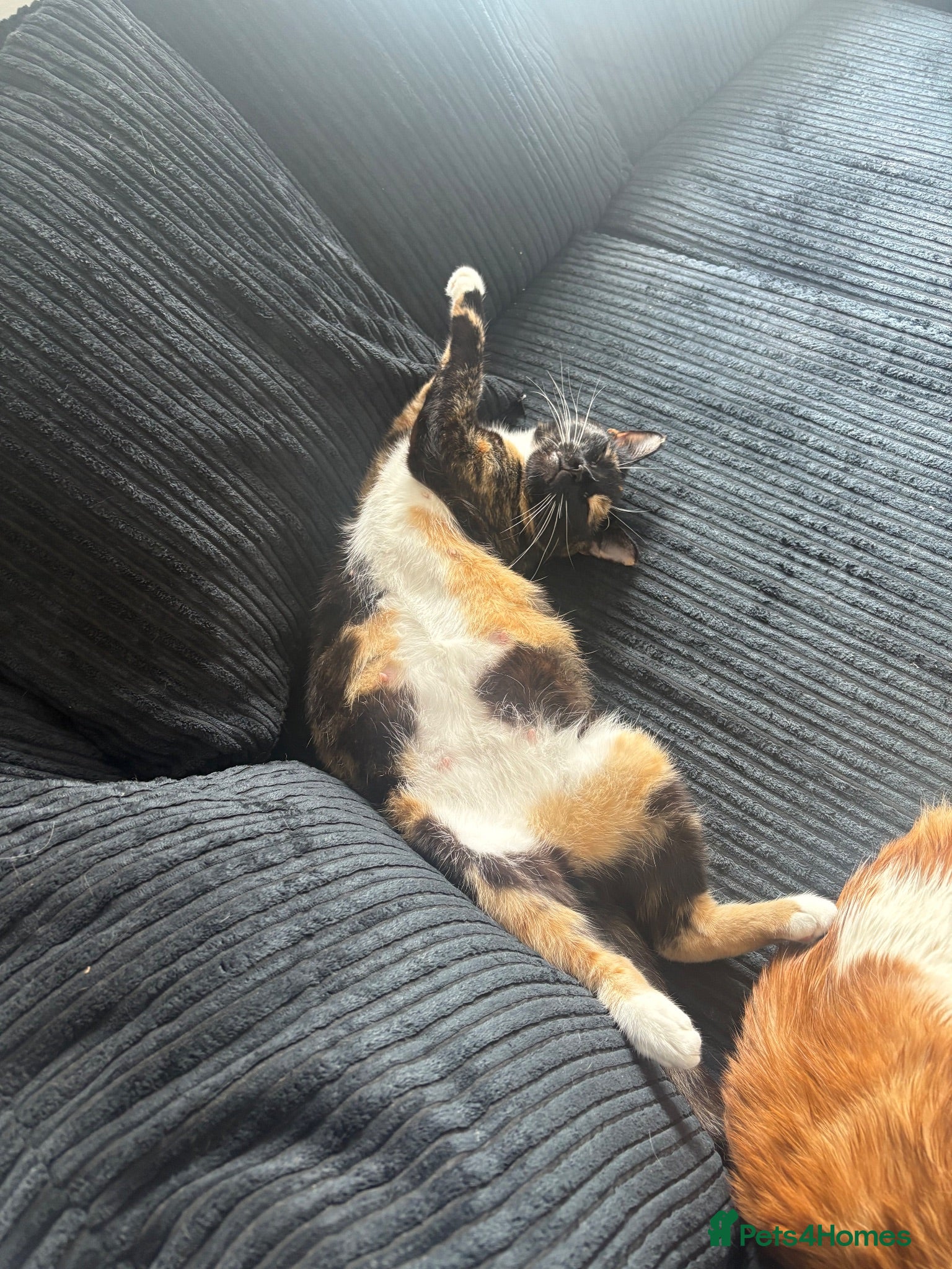 Domestic Shorthair cats Three gorgeous male kittens  - Advert 11