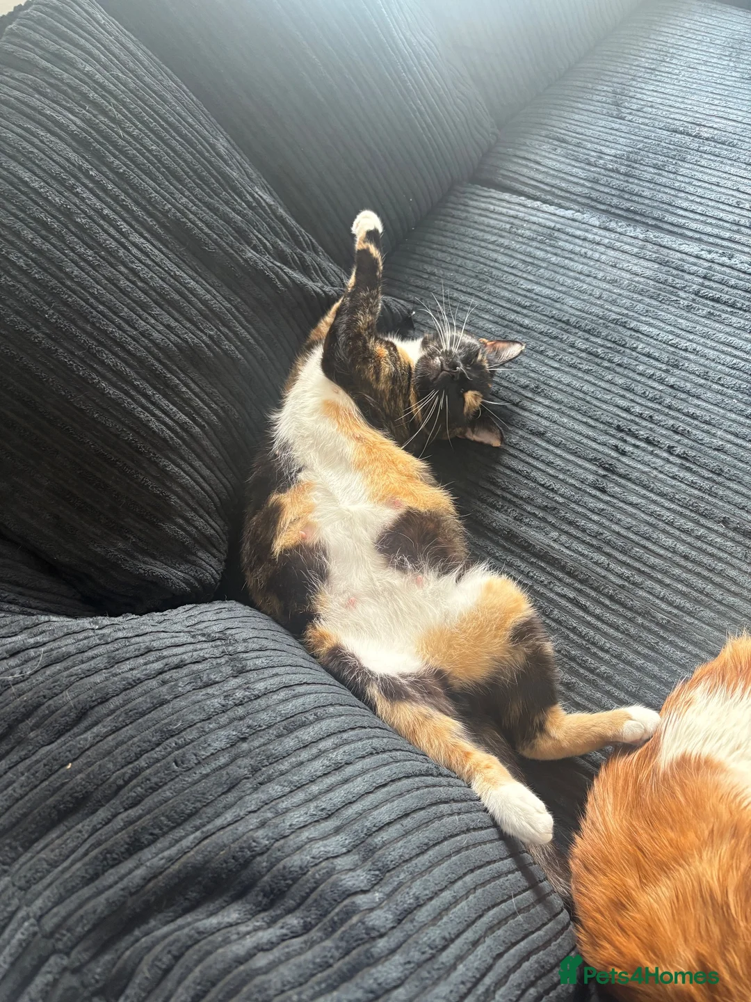Domestic Shorthair cats for sale: Three gorgeous male kittens  - Advert 7