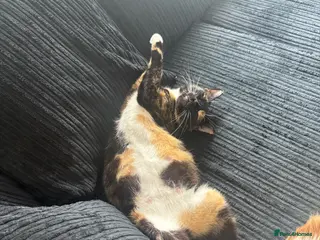 Domestic Shorthair cats Three gorgeous male kittens - Advert 1