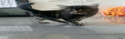 Mixed Breed cats for sale: 5 beautiful boy kittens  - Advert 23