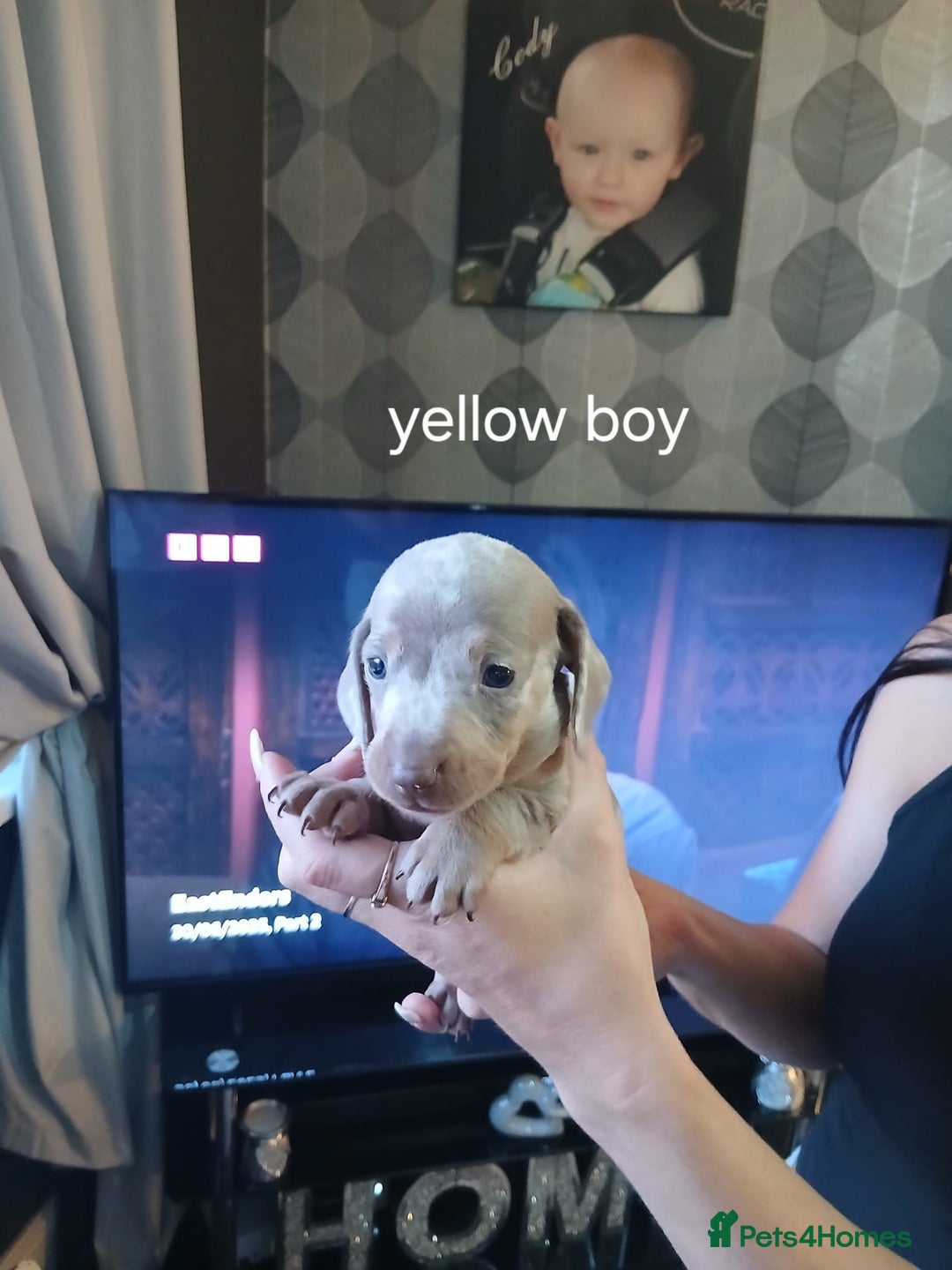 Dachshund dogs for sale: Dachshund Puppy 5 - Isabella dapple dachshund puppies - Image 5