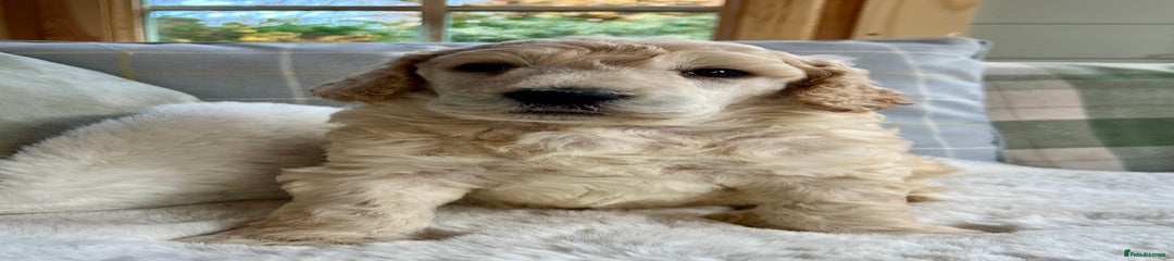 Standard Poodle Puppy 4