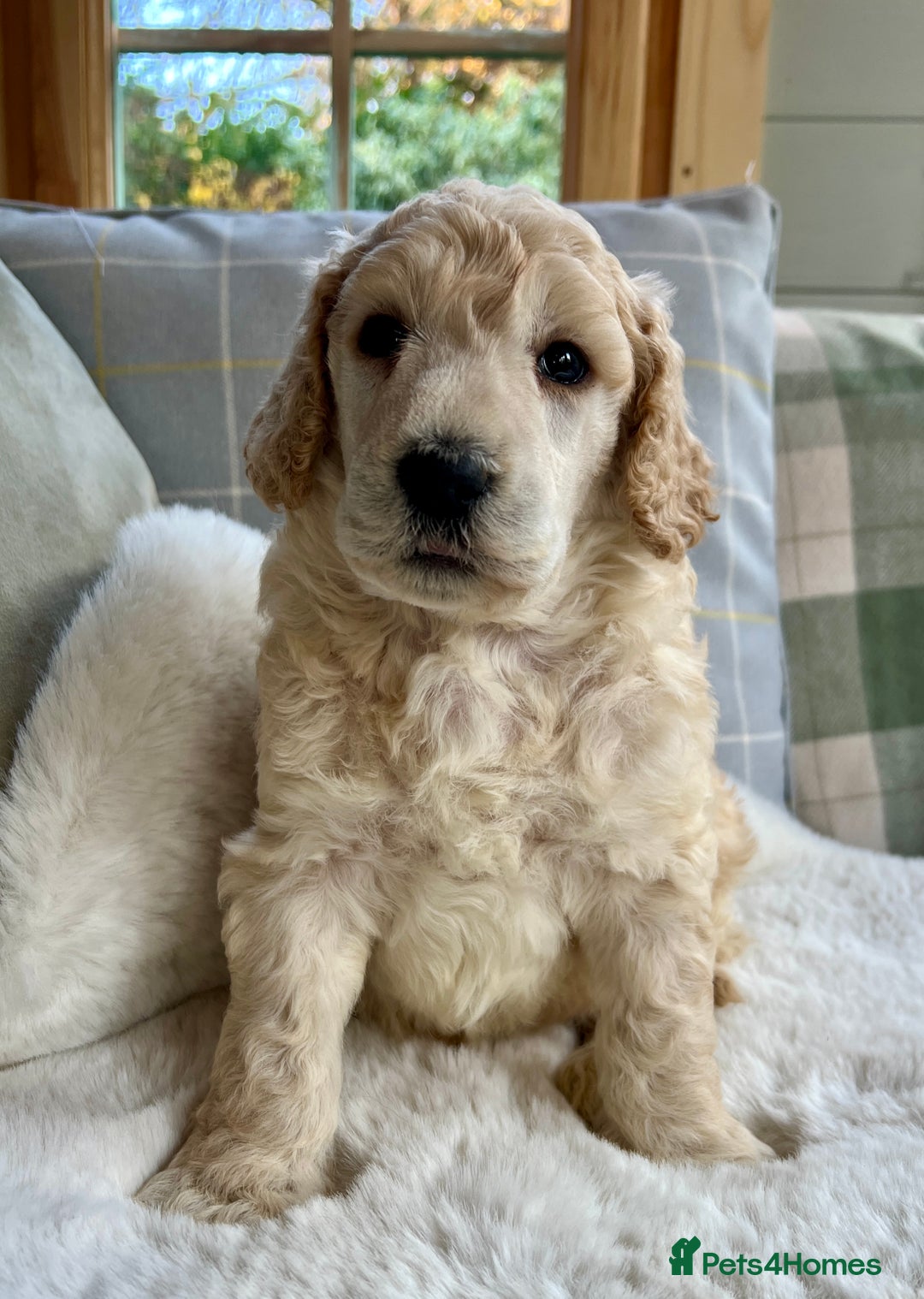 Standard Poodle dogs for sale: KC reg standard poodles  - Image 10