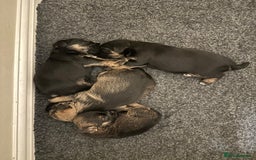 Border Terrier dogs for sale: Stunning SLEM clear KC reg blue and tan bitch pup - Image 11