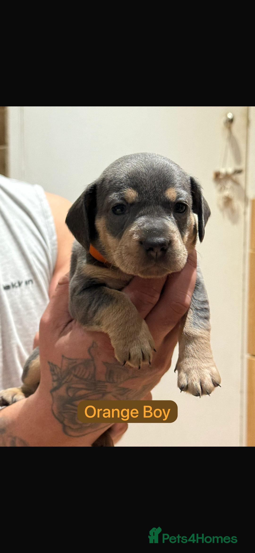 Mixed Breed dogs for sale: 🐾 Beautiful French Bull Weiners 🐾  - Advert 12