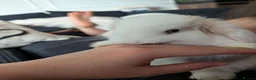 Mini Lop rabbits for sale: Female baby mini lops for sale in Warrington - Advert 3