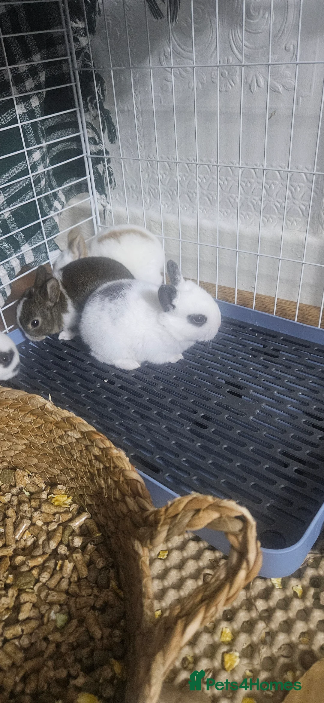 Mixed Breed rabbits for sale: They are 2 weeks old .Dutch and Rex rabbits  - Advert 6