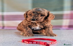 Cockapoo dogs for sale: F1B Cockapoo Puppies Ready for Their Forever Home. - Image 7