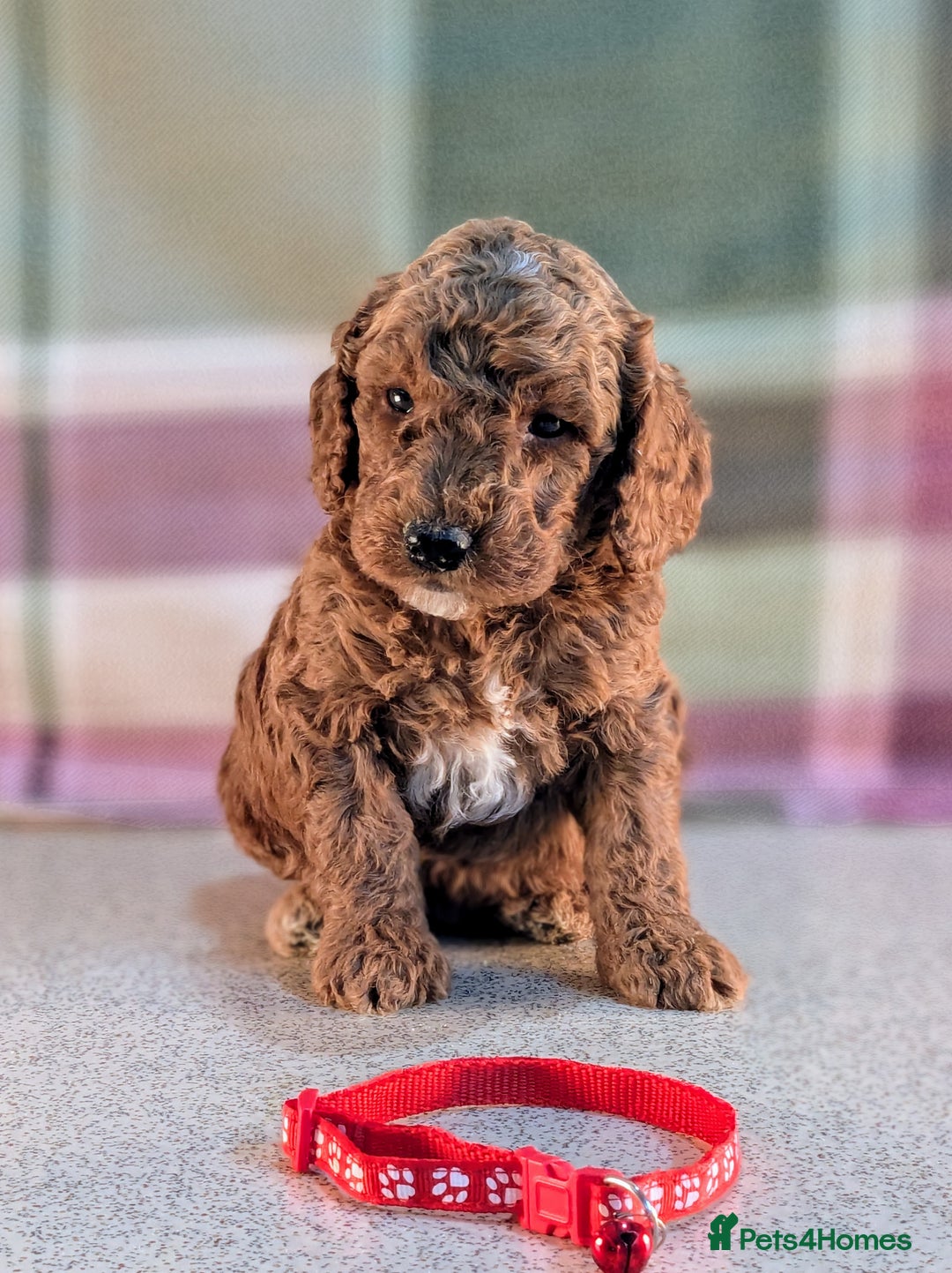 Cockapoo dogs for sale: F1B Cockapoo Puppies Ready for Their Forever Home. - Image 7