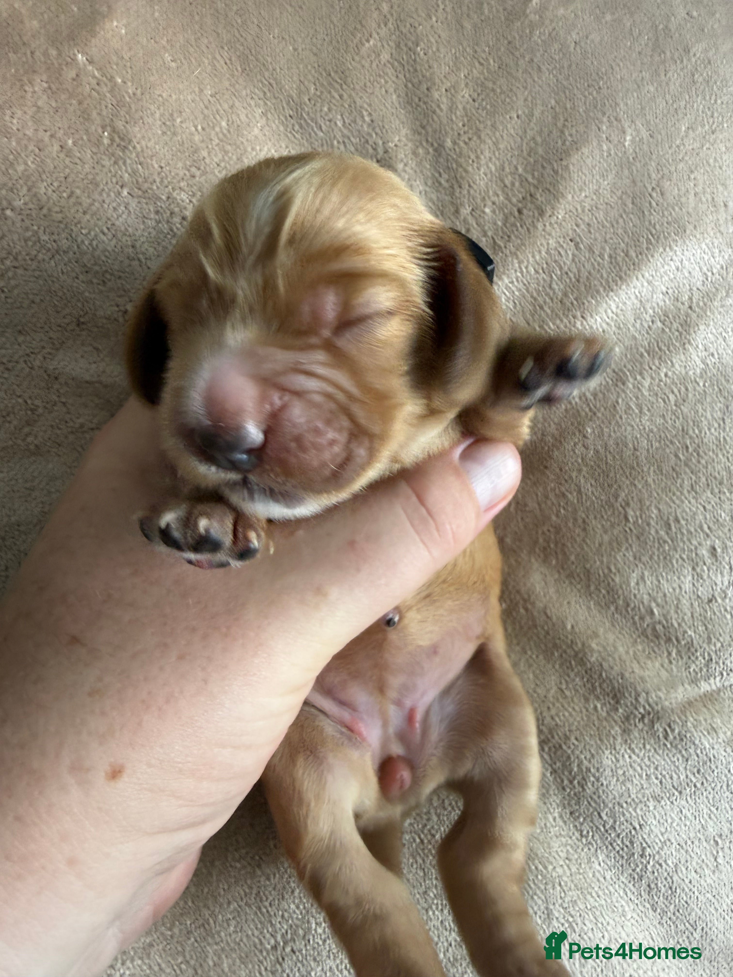 Cocker Spaniel dogs Show type cocker spaniel puppies - Golden  - Advert 2