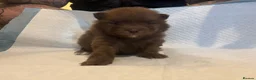 Pomeranian dogs for sale: Puppy’s ready in 3 weeks  - Advert 17