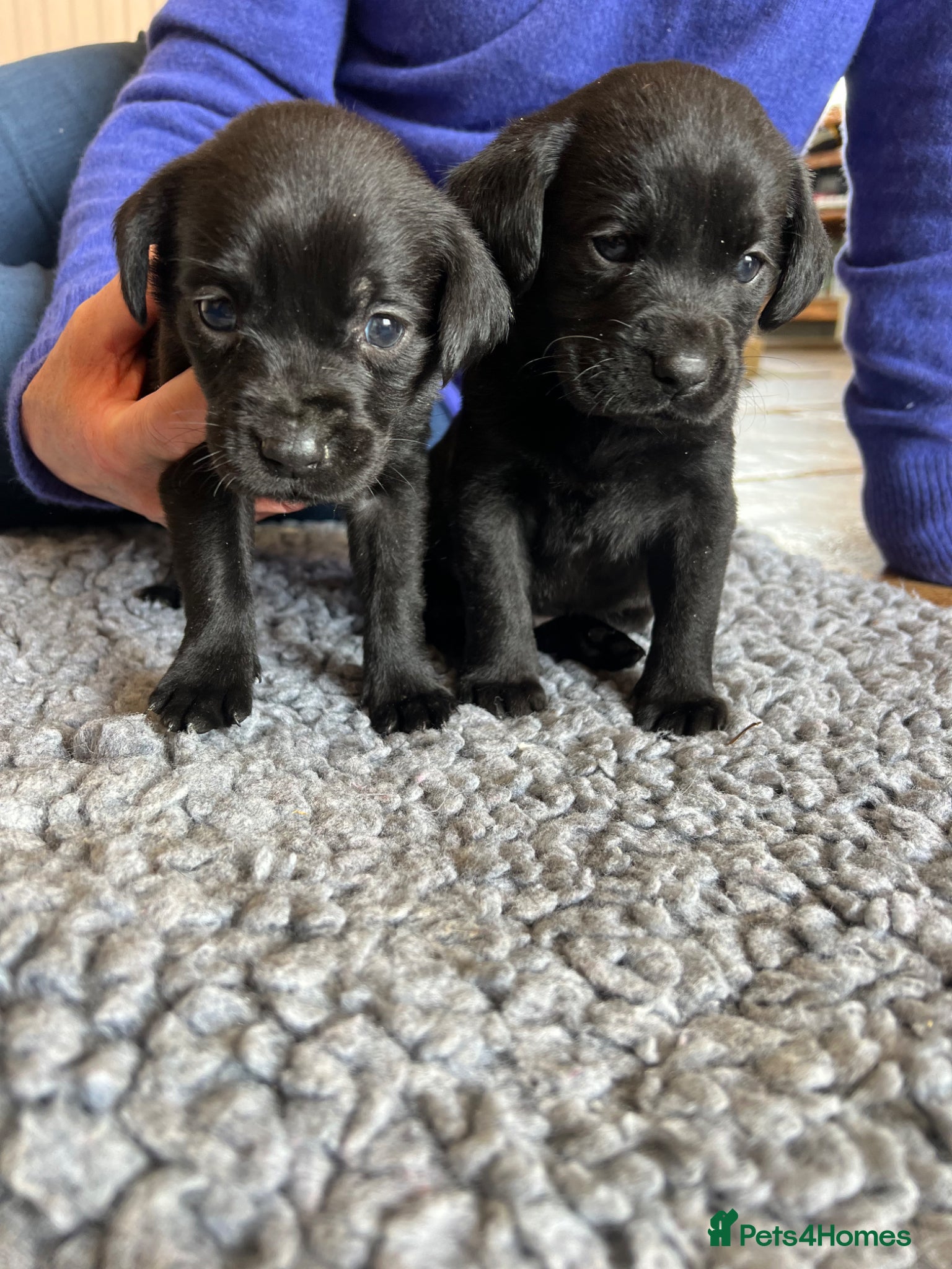Labrador Retriever dogs KC REGISTERED LABRADOR PUPPIES - Advert 1