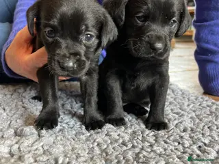 Labrador Retriever dogs KC REGISTERED LABRADOR PUPPIES - Advert 1