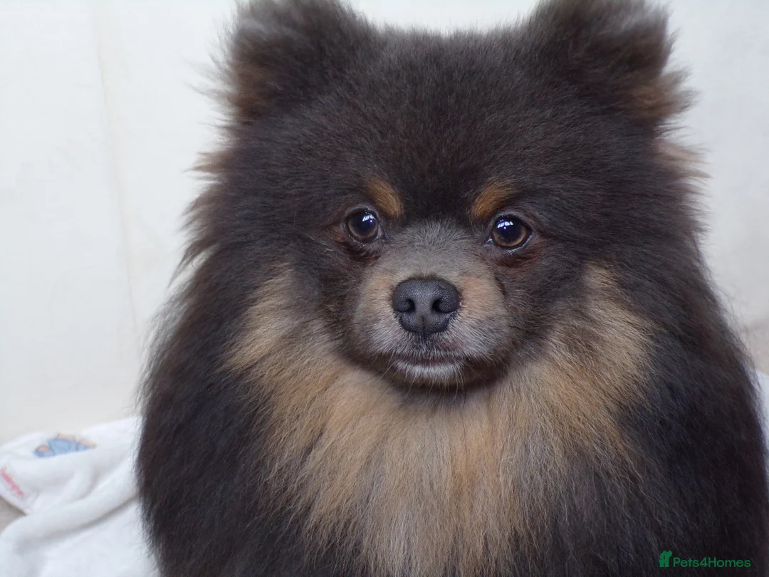 Pomeranian dogs for sale: Teddy bear Pomeranian puppies 🧸 - Advert 9