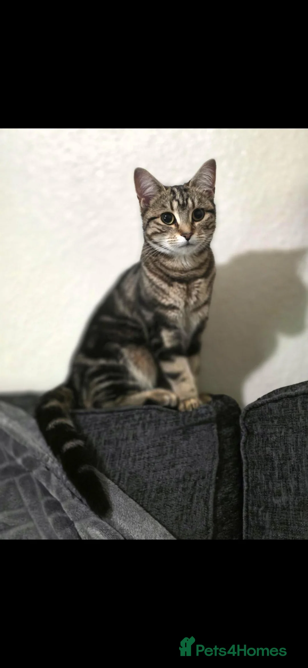 Mixed Breed cats for sale: Fluffy Tabby kittens - Advert 7