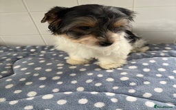Biewer Terrier dogs for sale: Biewer Terrier female  - Image 6