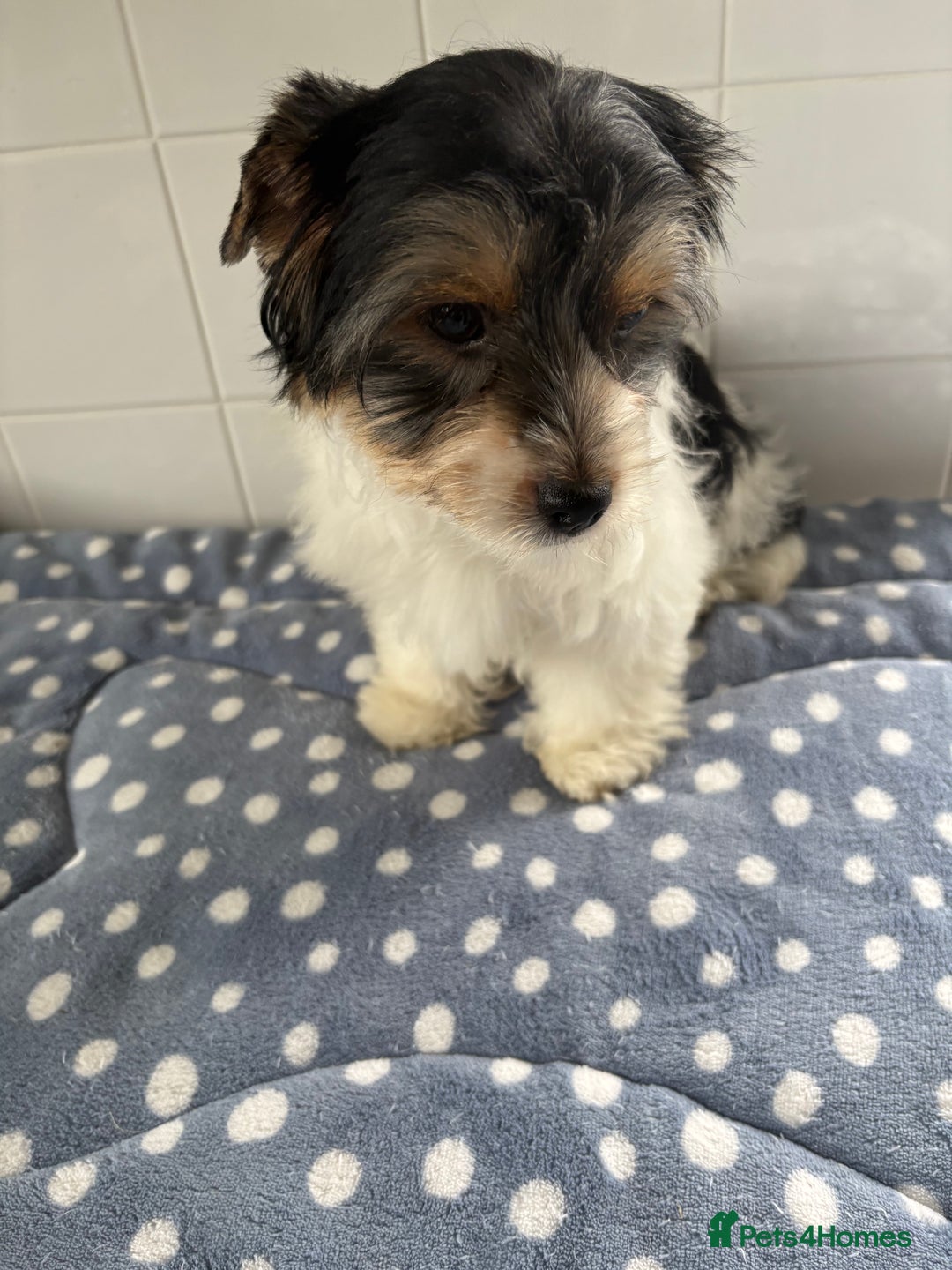 Biewer Terrier dogs for sale: Biewer Terrier female  - Image 6