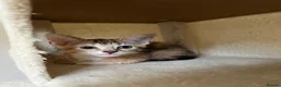 Mixed Breed cats for sale: 6 lovely female kittens.  - Advert 7