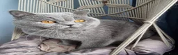 British Shorthair cats for sale: Last 2 Female Tabby BSH Friendly Vac GCCF Pedigree - Advert 13