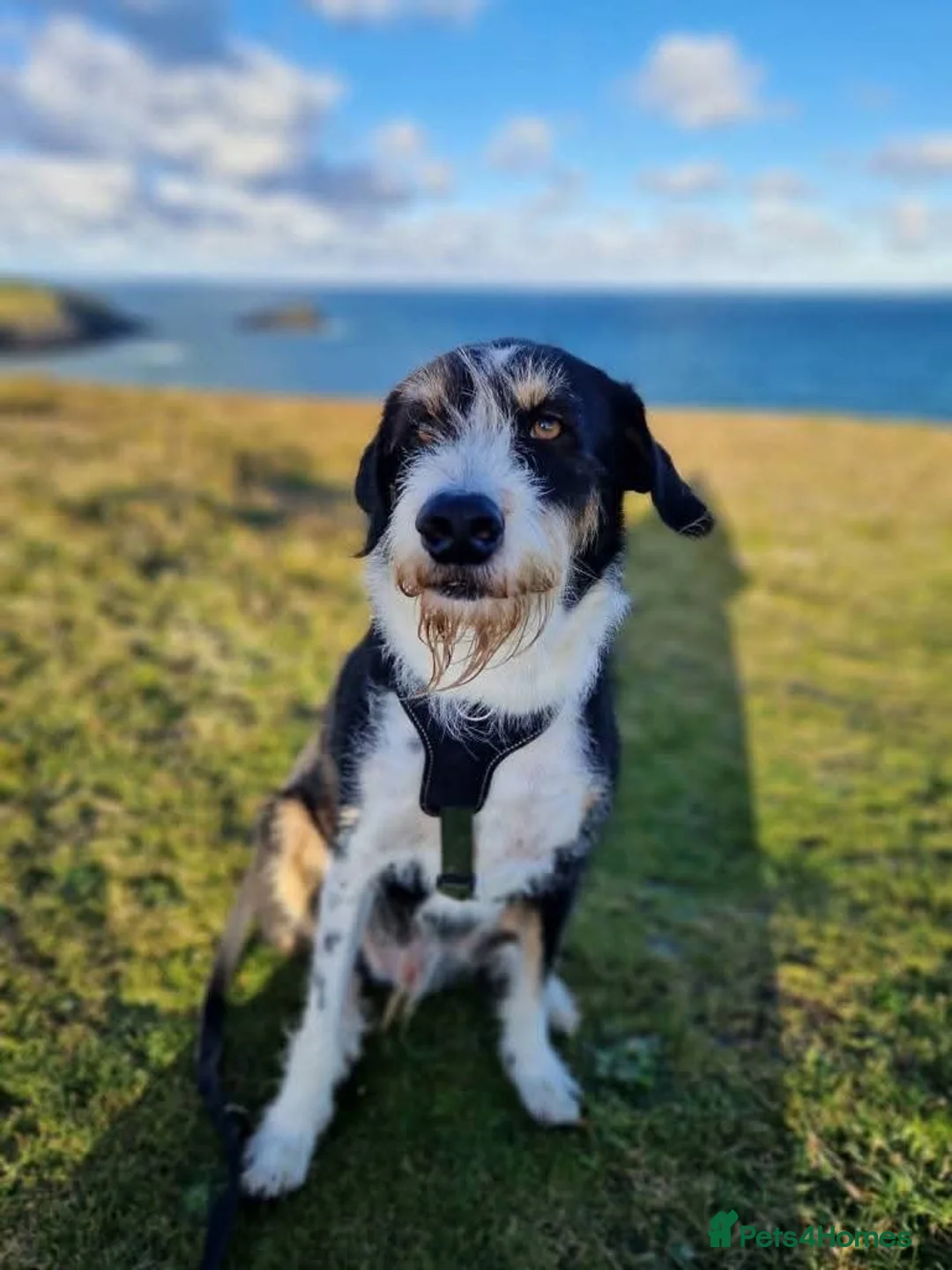 Mixed Breed dogs for adoption: Meet Baxter, currently residing in Cornwall  in Newquay - Advert 1