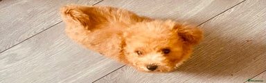 Maltipoo Puppy 2