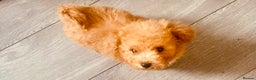 Maltipoo dogs for sale: 🐾 Two F1 Toy Maltipoo Boys Available 🐾 - Advert 2