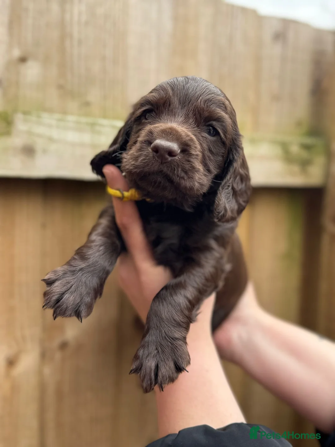 Cocker Spaniel dogs for sale: Kc working cocker spaniels  - Advert 2