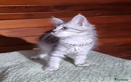 Maine Coon cats for sale: GCCF Pedigree Maine Coon Kittens for sale  - Image 8